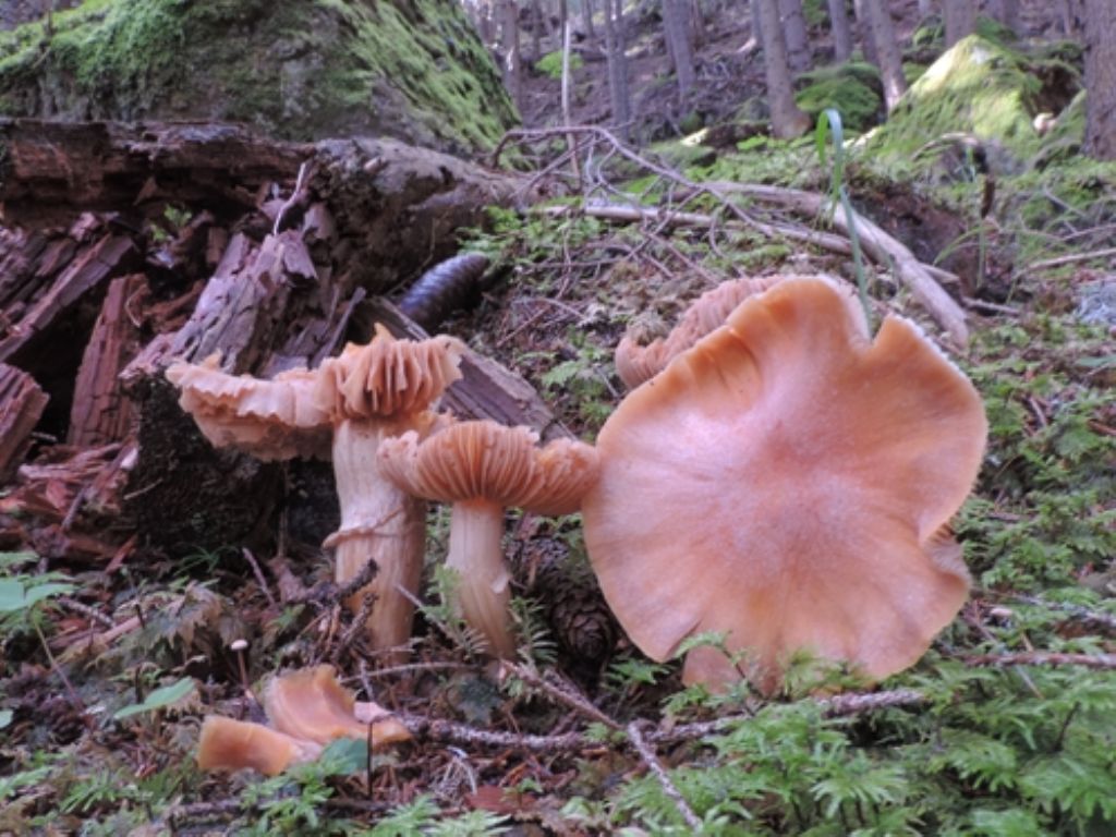 Cortinarius